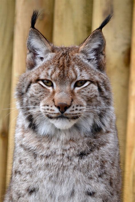 Siberian Lynx bet365